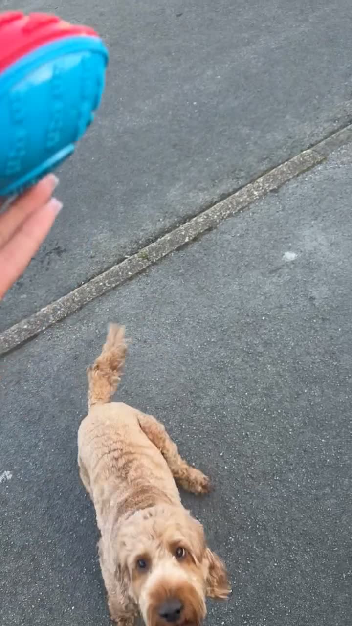 Cockapoo dogs for stud: Woody - Red F1 Cockapoo Available for Stud - Video 2