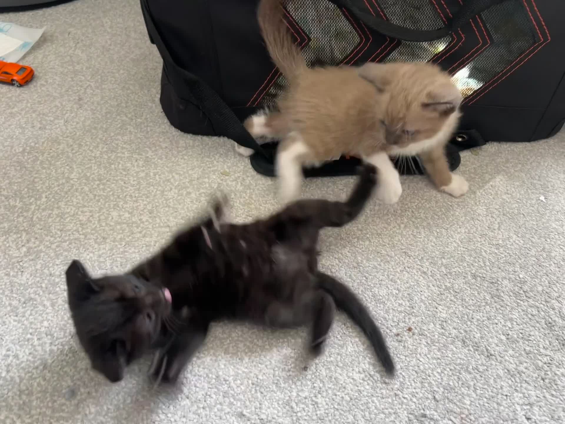 Mixed Breed cats for sale: Cute, gentle and playful kitties  - Video 4