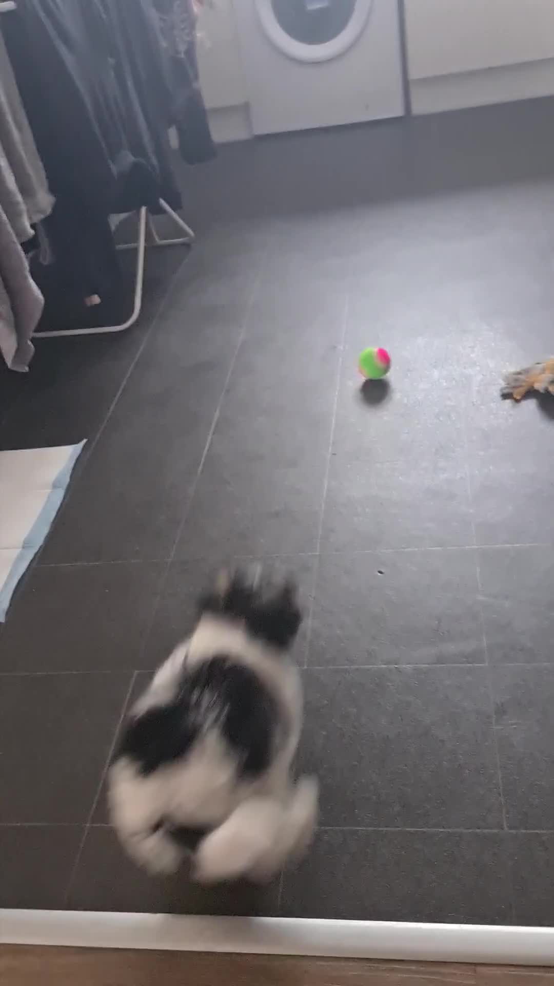 Mixed Breed dogs for sale: Pomapoo x shihpoo 10 weeks old boy - Video 1