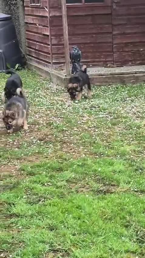 Shepsky dogs for sale: shepsky puppies in Inverurie - Video 1