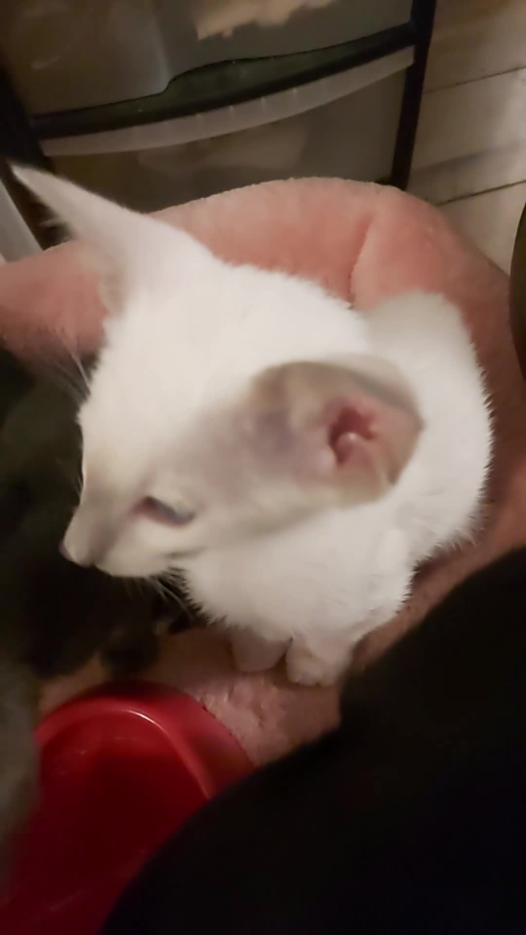Oriental cats for sale: Full Pedigree Oriental 6 Kittens XL size ears GCCF - Video 4
