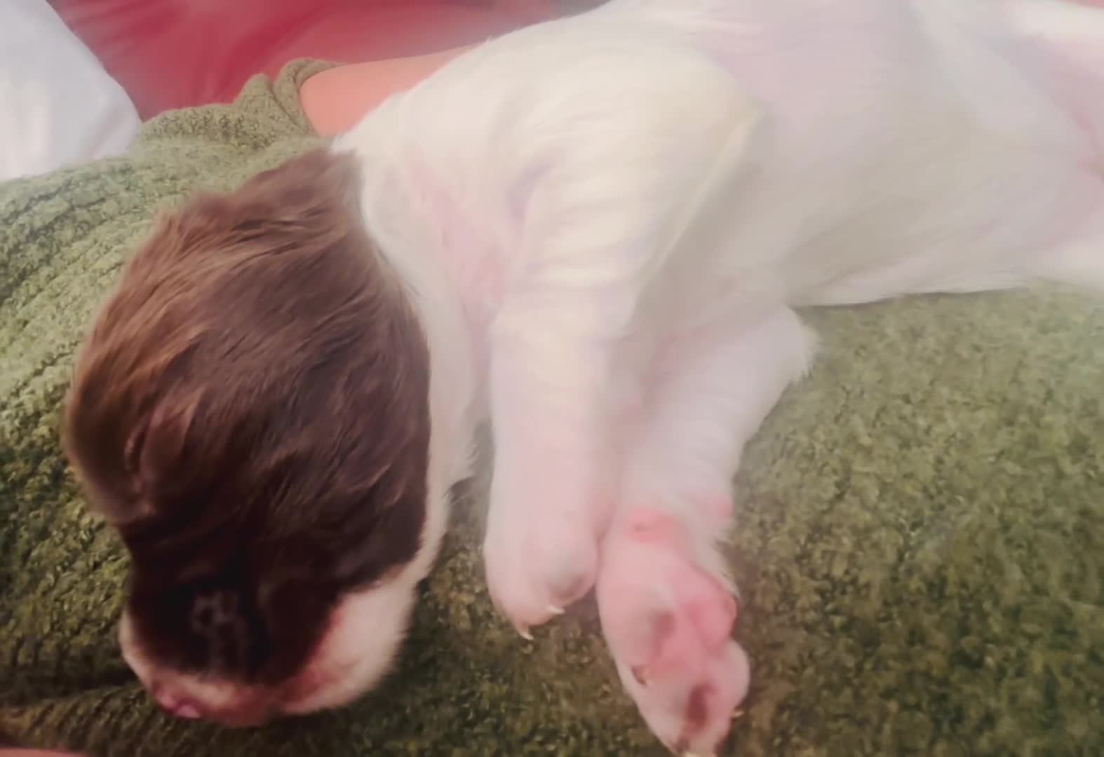 English Springer Spaniel dogs for sale: Fun whistle trained and crate clean by 8 weeks   - Video 3