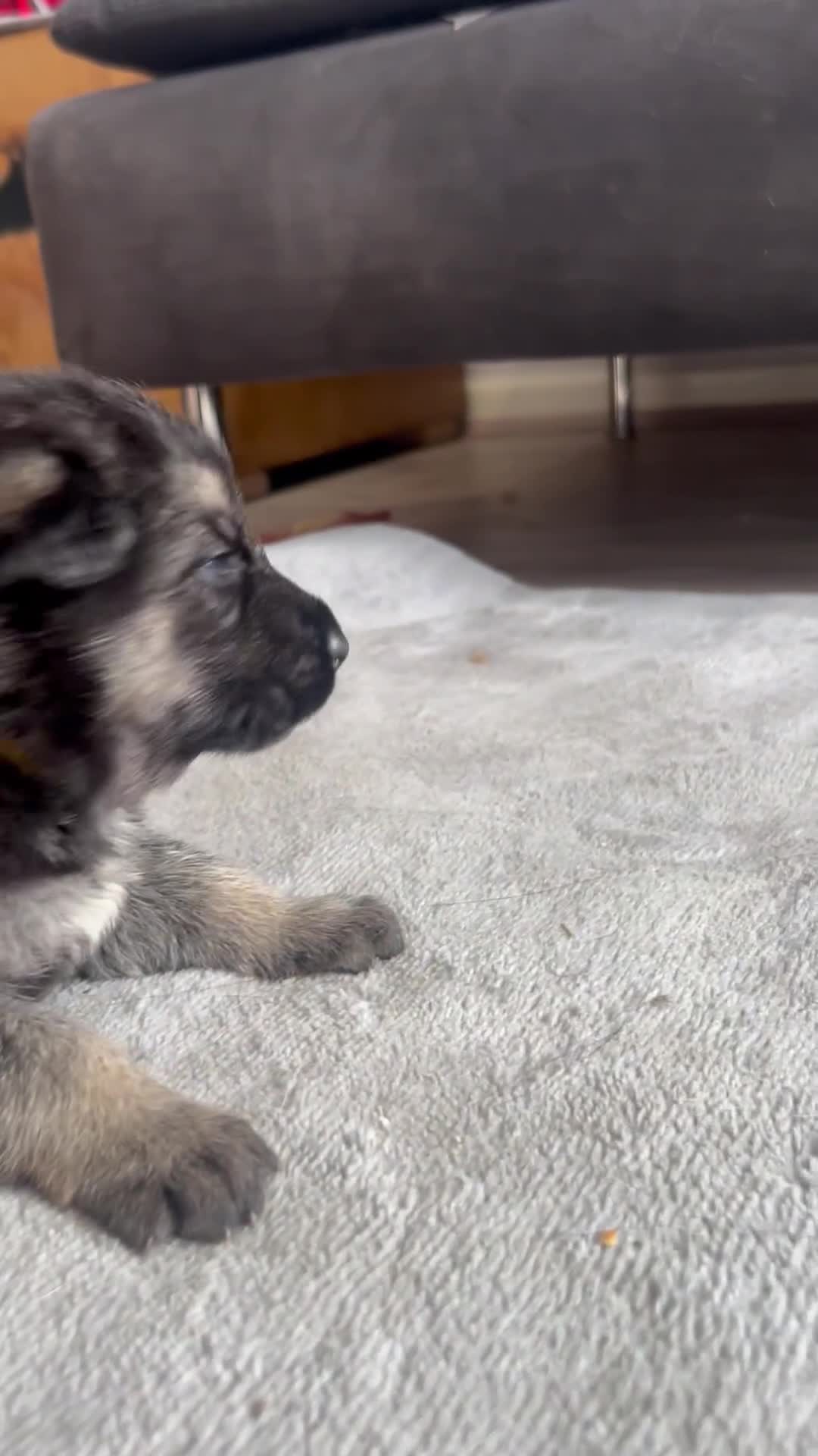 German Shepherd dogs for sale: ALFREDO  - Video 1