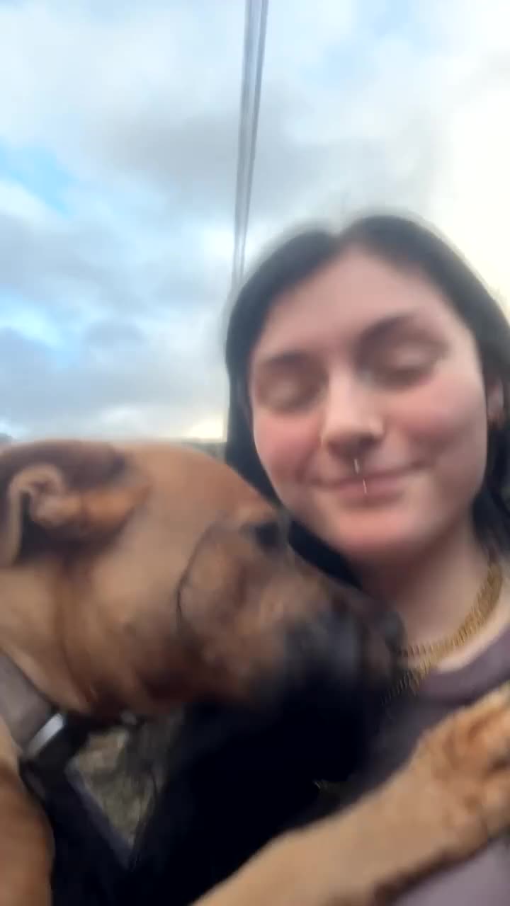 Mixed Breed dogs for sale: Mixed breed female dog - Video 1