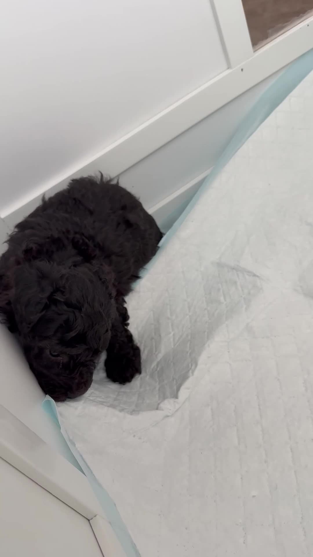 Miniature Poodle dogs for sale: Silver miniature poodle pups - Video 1