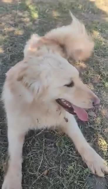 Labrador Retriever dogs for adoption: Bubi! - Video 1