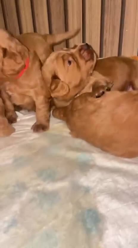 Cockapoo dogs for sale: 5 Stunning fox red Cockapoos (health tested) - Video 3