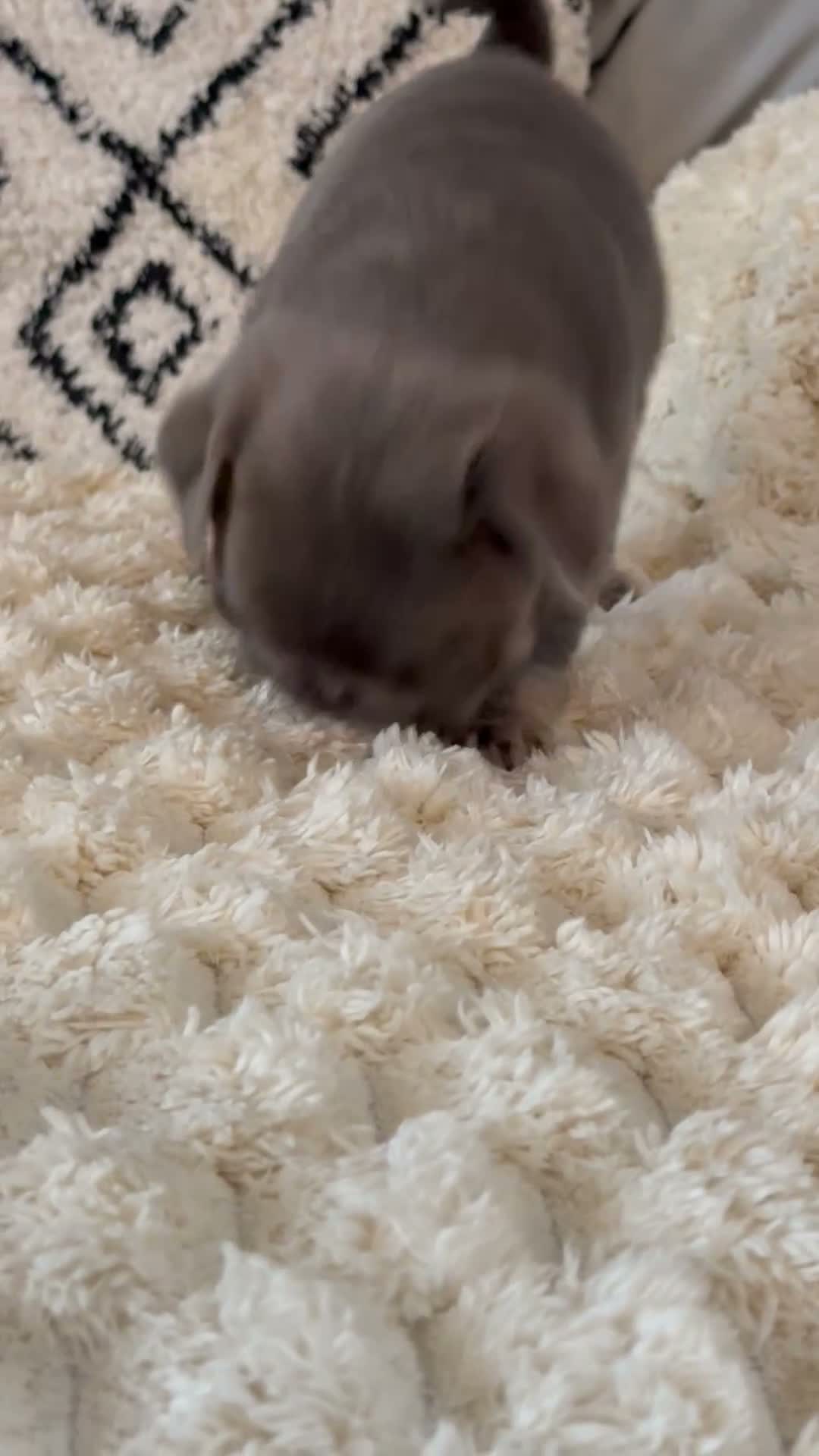 Pug dogs for sale: Kc pug puppies from a 5 star licensed breeder  - Video 1