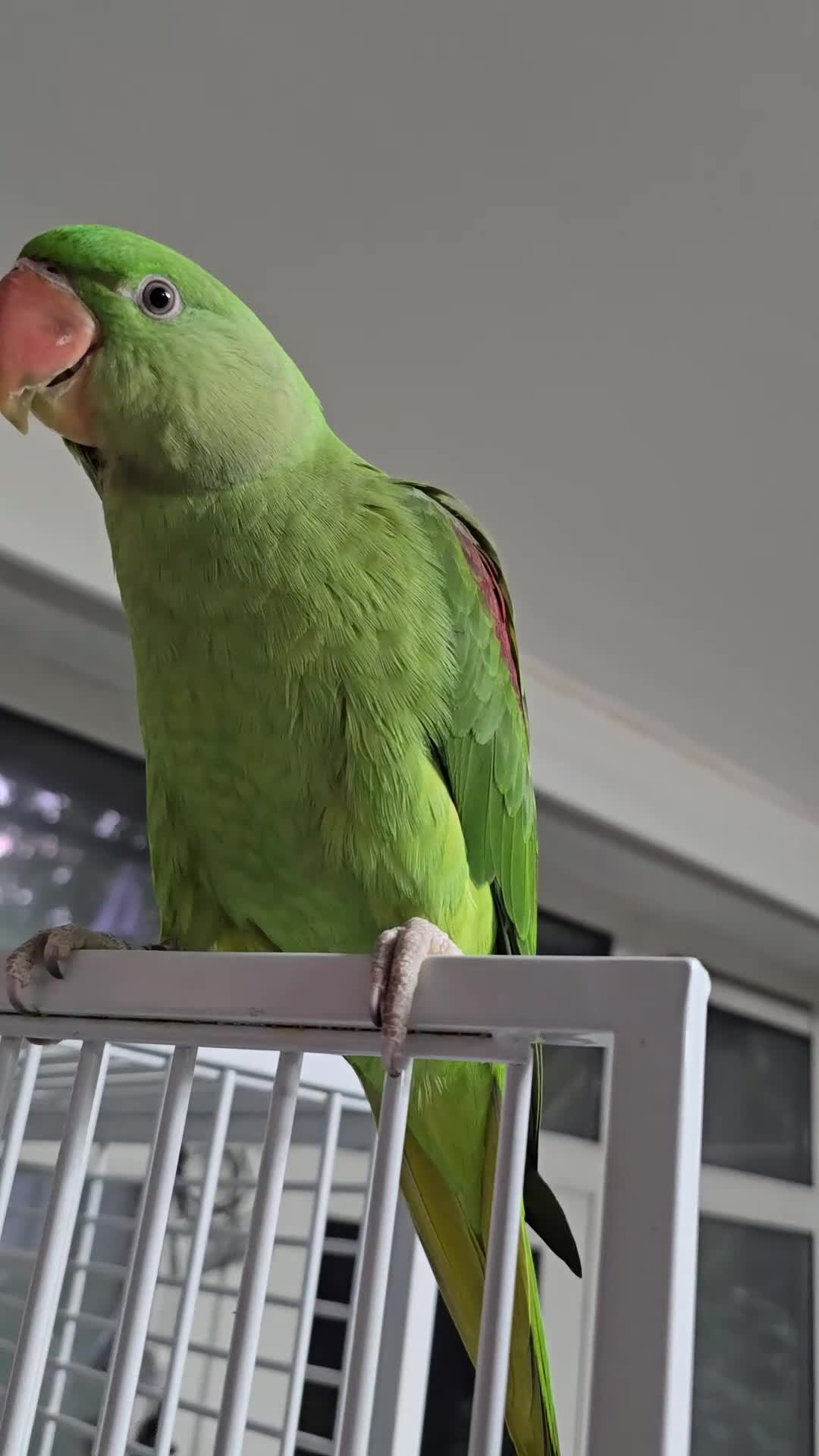 Parrots birds for sale: Alexander Hand Reared 16 weeks old - Video 2