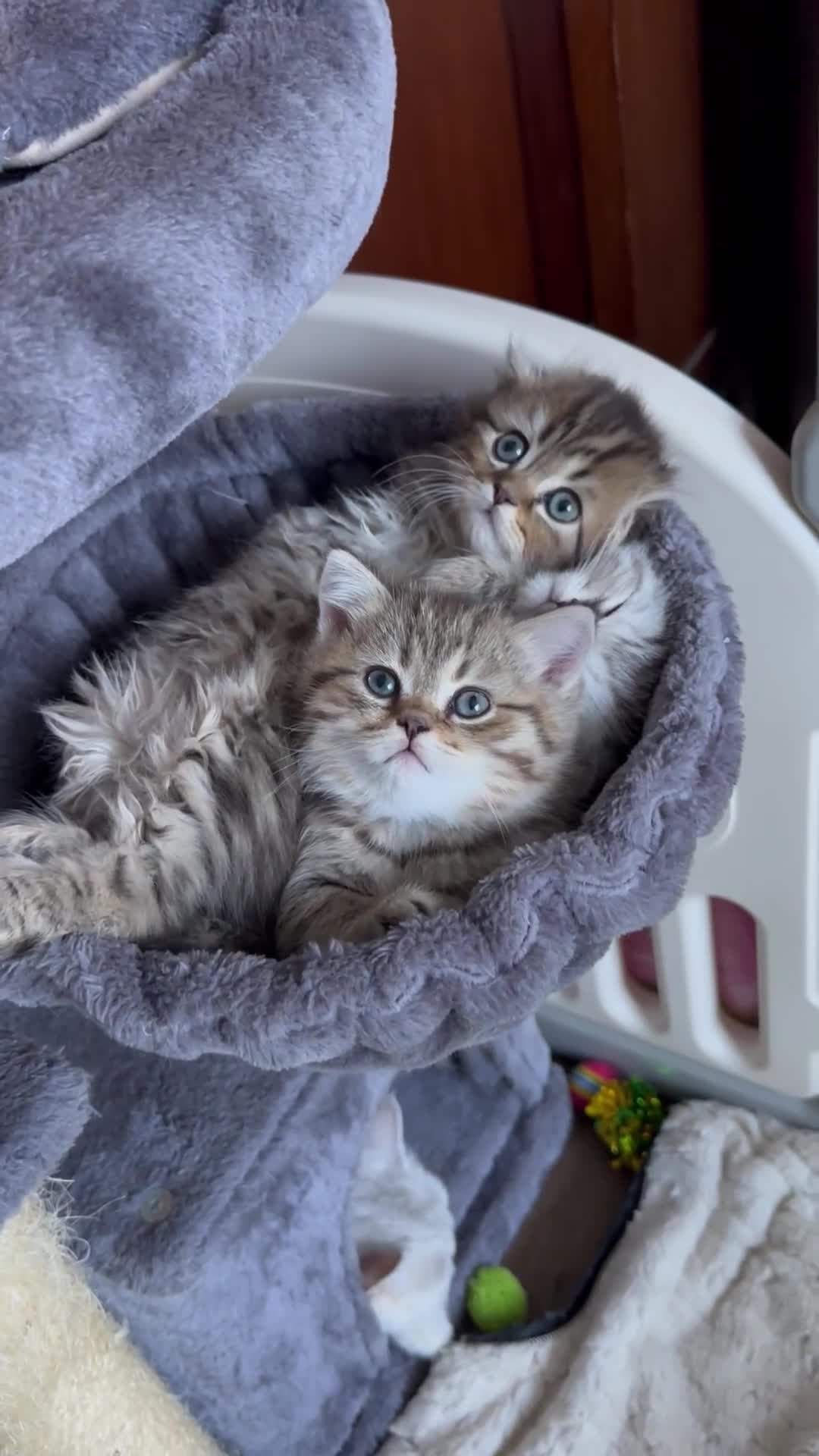 Scottish Fold cats for sale: Adorable Scottish Fold Kittens Ready for New Homes - Video 1