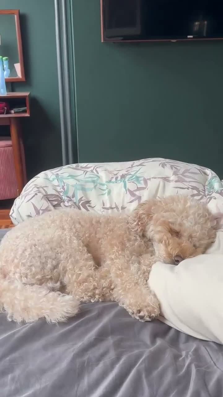 Miniature Poodle dogs for stud: Noodle the Poodle welcomes ladies - Video 1