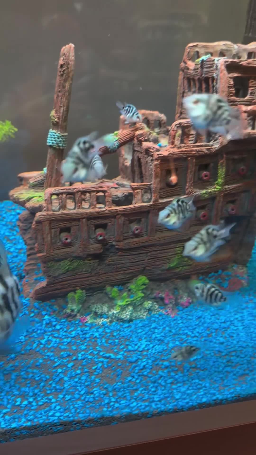 Cichlids fish for sale: XL polar parrot cichlids in Ebbw Vale - Video 1