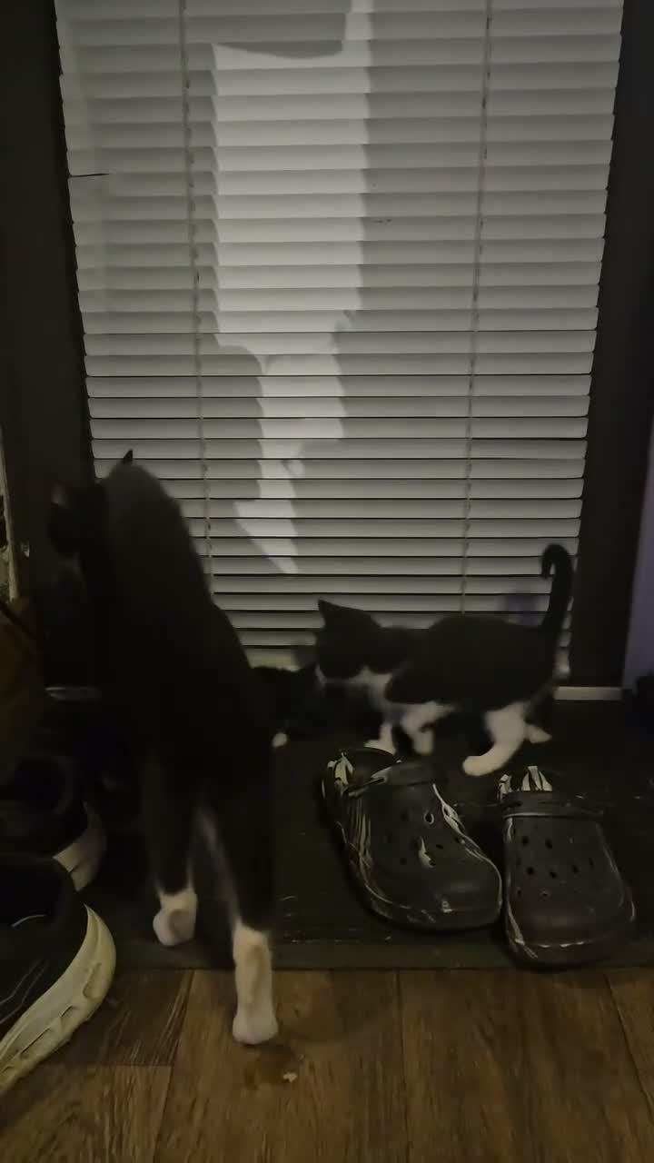 Mixed Breed cats for sale: Tuxedo Kittens🖤🤍🐾 - Video 3