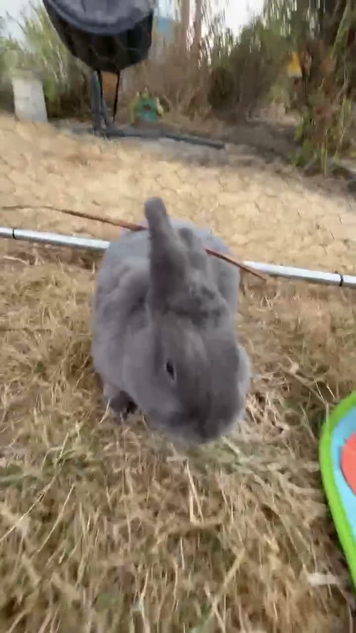 Mixed Breed rabbits for sale: Blue holicer boy and Items! - Video 1