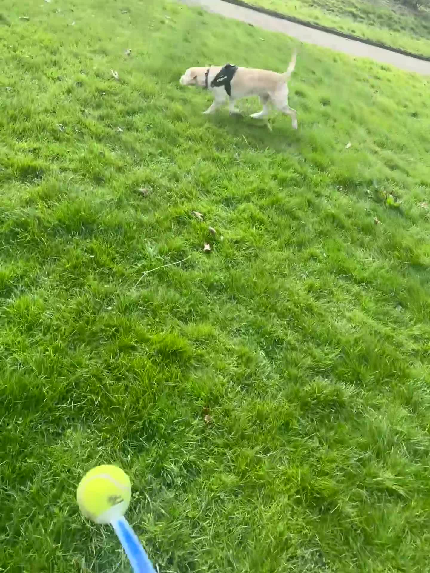 Mixed Breed dogs for sale: 🐾Milo- 1 years old American bully x cockapoo💙 - Video 3
