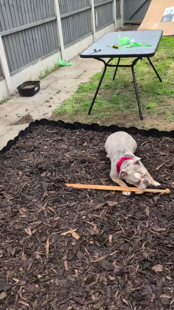 Mixed Breed dogs for sale: Bulldog for sale (Not XL) - Video 1