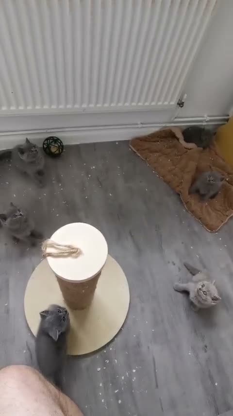 British Shorthair cats for sale: British shorthand kittens  - Video 1