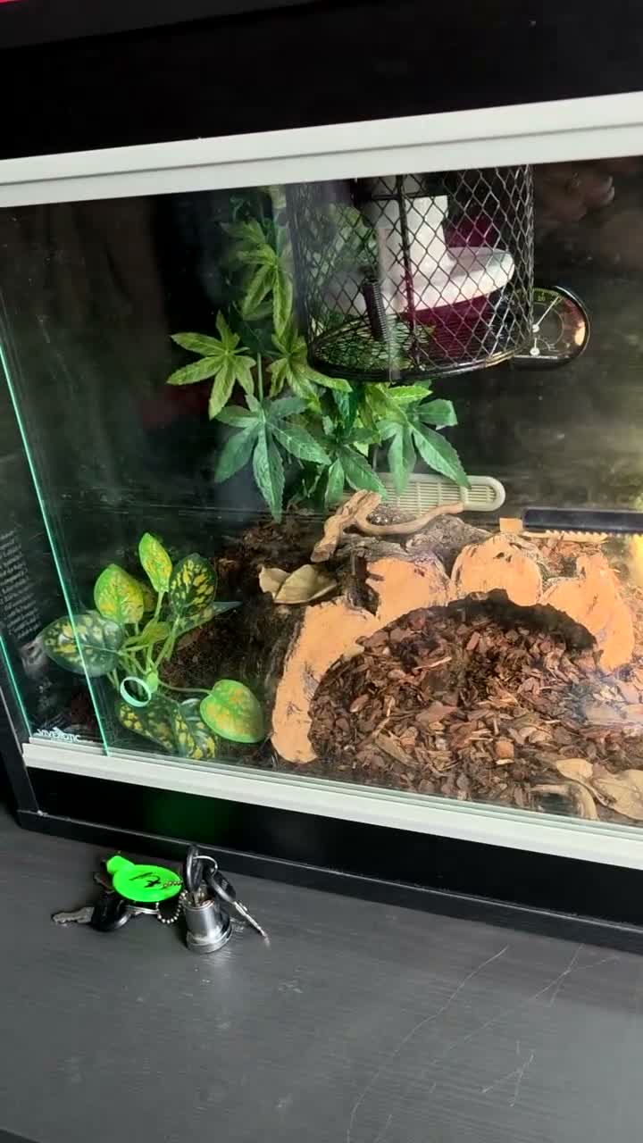 Snake reptiles for sale: 3 female 1 male  - Video 4