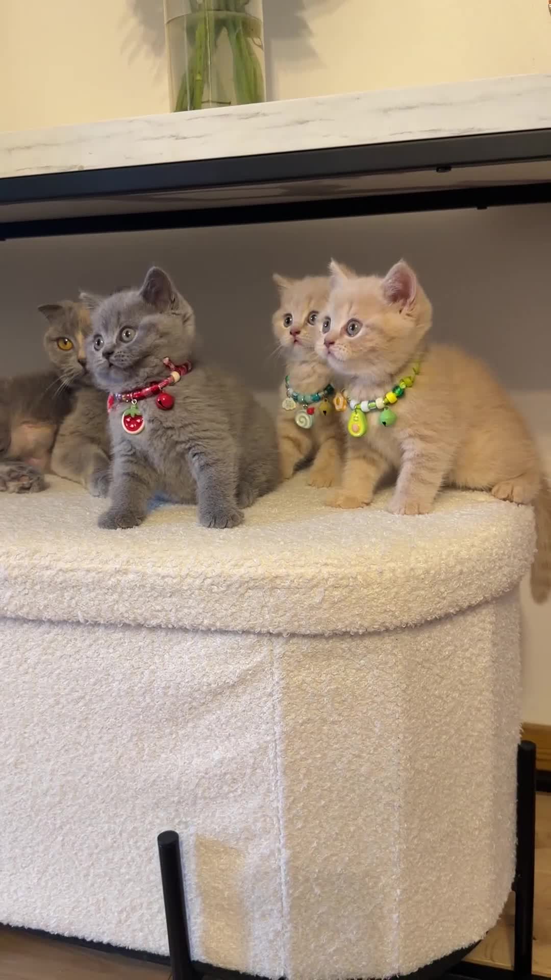 Scottish Fold cats for sale: Last female Scottish fold kittens 🐾 - Video 3