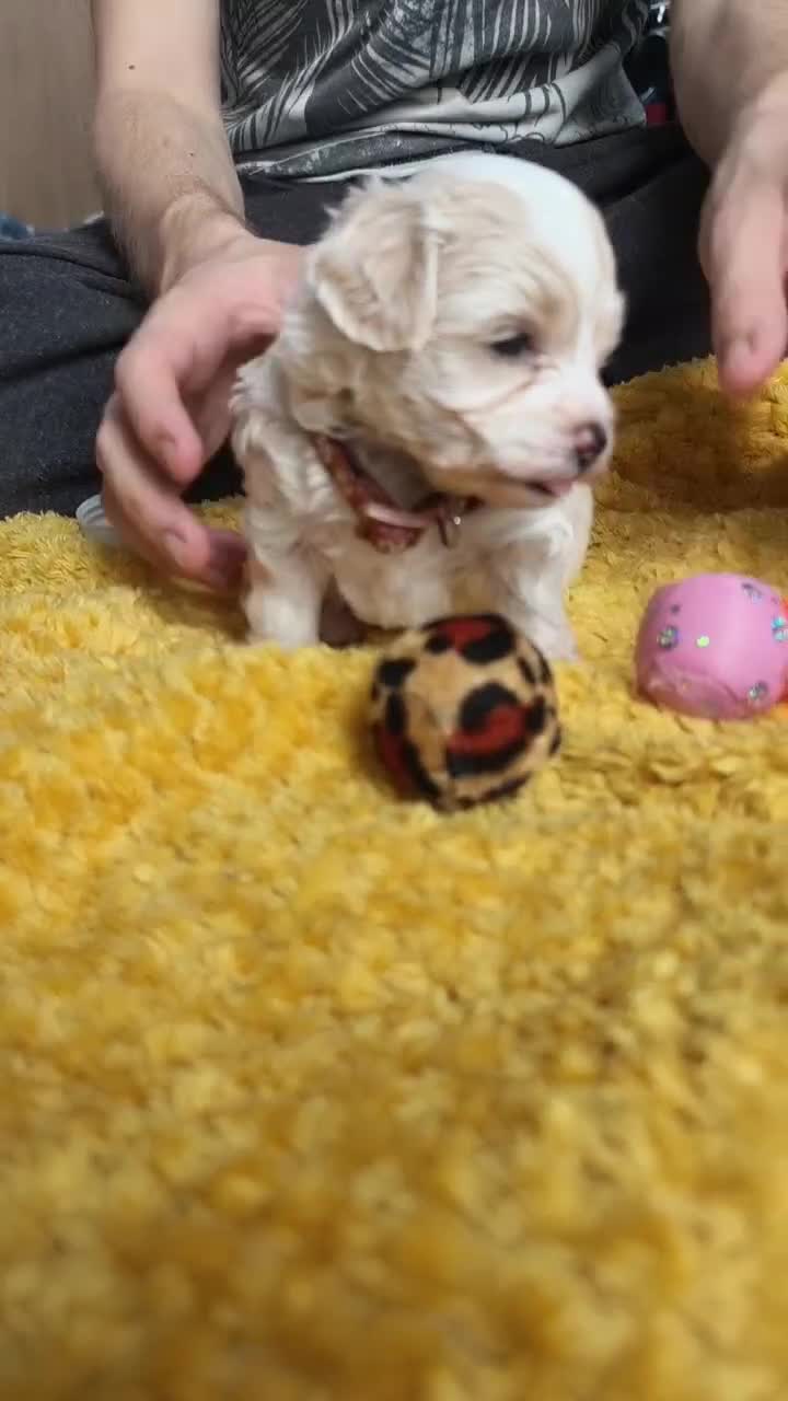 Maltipoo dogs for sale: F2 Mini Maltipoo,Toy size 4 boys - Video 3