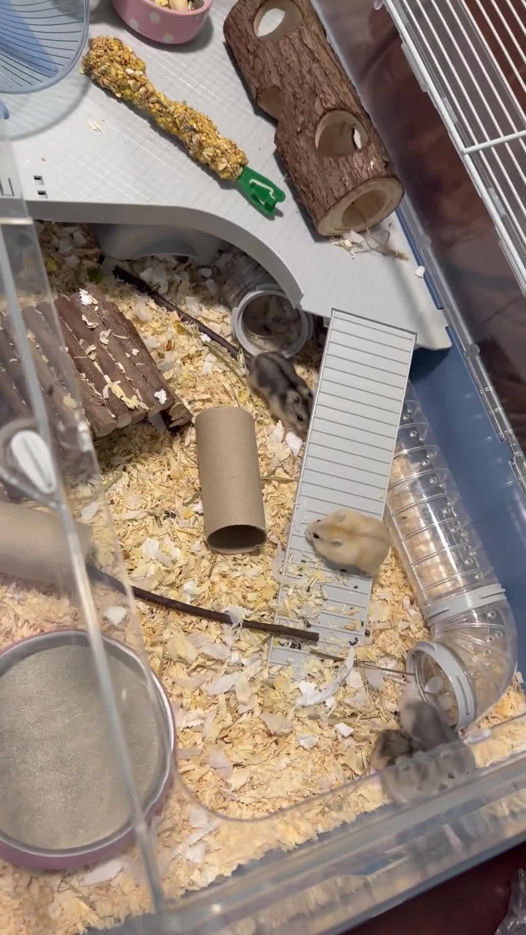 Hamster rodents for sale: Russian Dwarf Hamster  in Winchester - Video 3