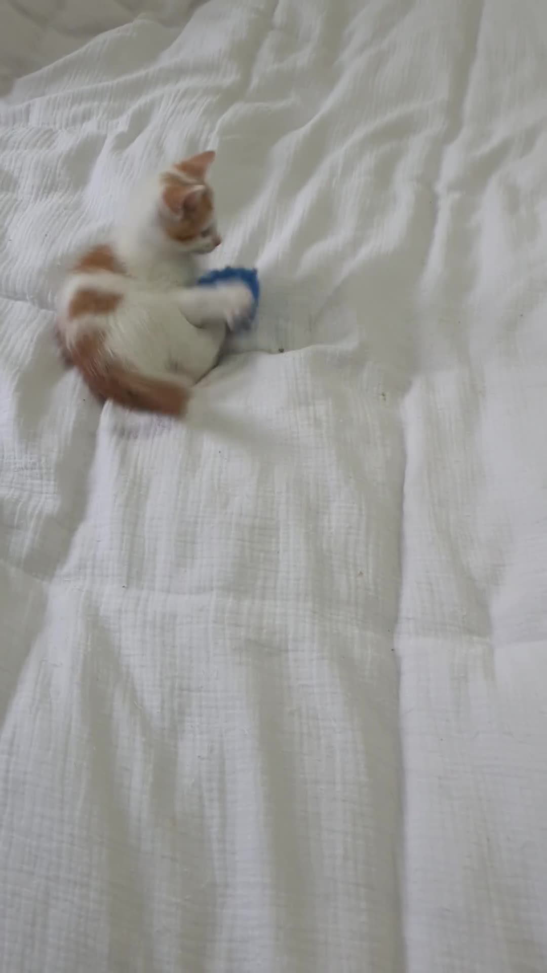 Mixed Breed cats for sale: Playful Ginger & White Kittens  - Video 2