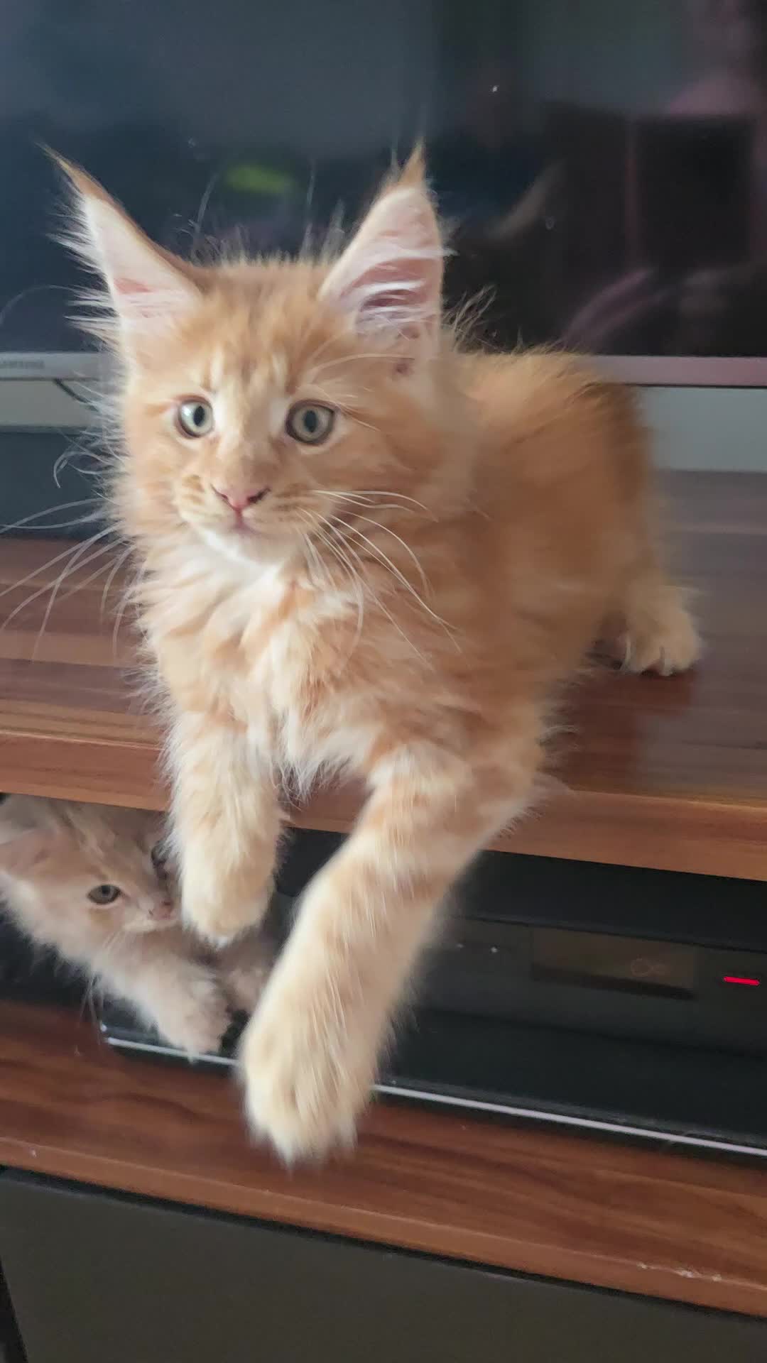 Maine Coon cats for sale: Full Mainecoon beautiful kittens  - Video 2
