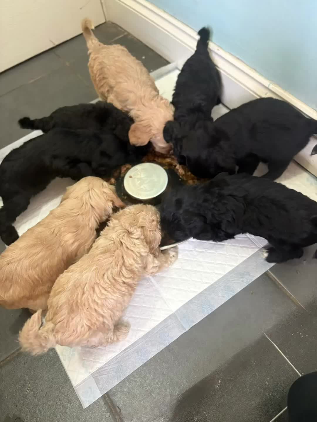 Cockapoo dogs for sale: Beautiful cockerpoo puppies  - Video 1