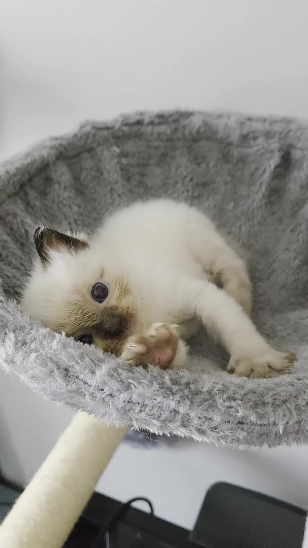 Ragdoll cats for sale: Purebred Ragdoll Kittens, Vaccinated  & Microchipp in Bradford - Video 5
