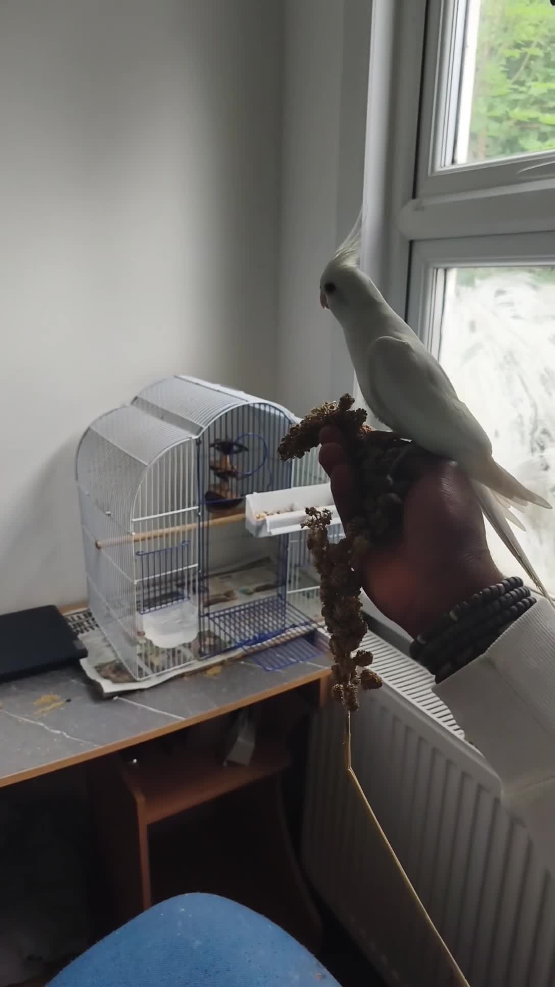 Cockatiels birds for sale: 1yr old cockateil for sale - Video 3