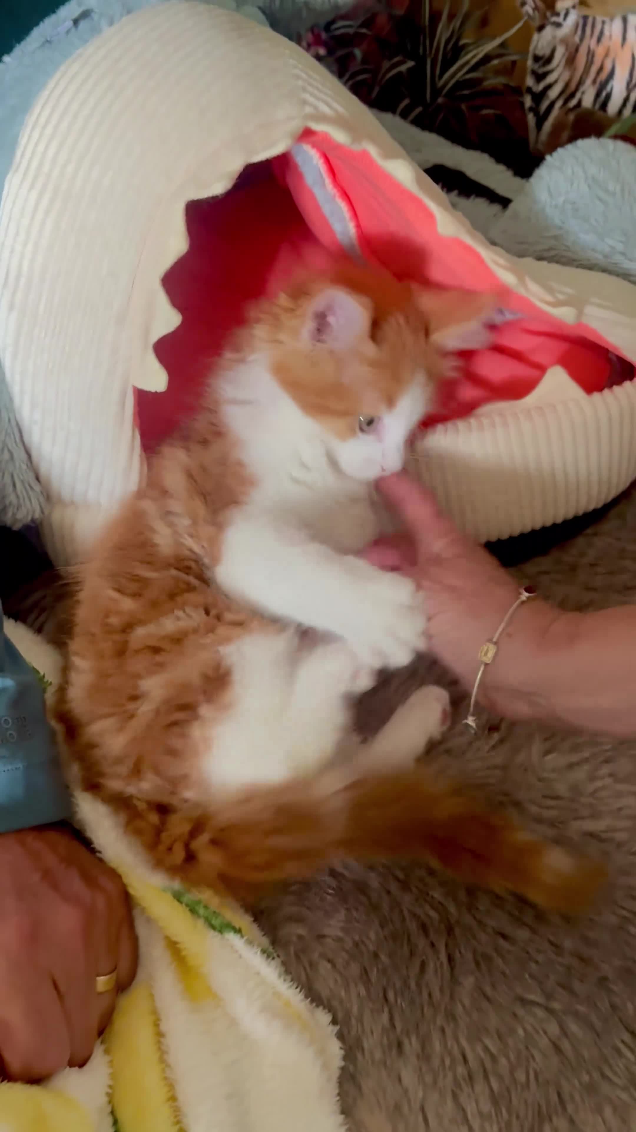 Maine Coon cats for sale: Stunning MaineCoon Kittens–Champion Bloodline - Video 5