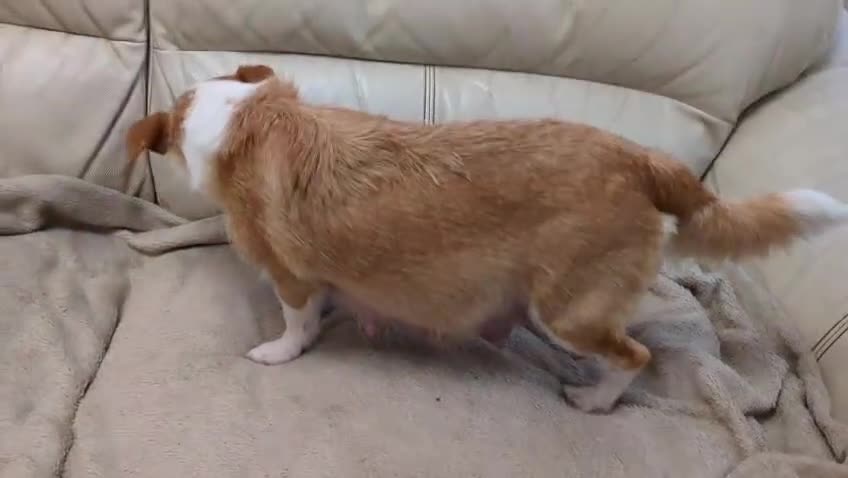 Mixed Breed dogs for sale: Last 3 mixed breed puppies available  - Video 3