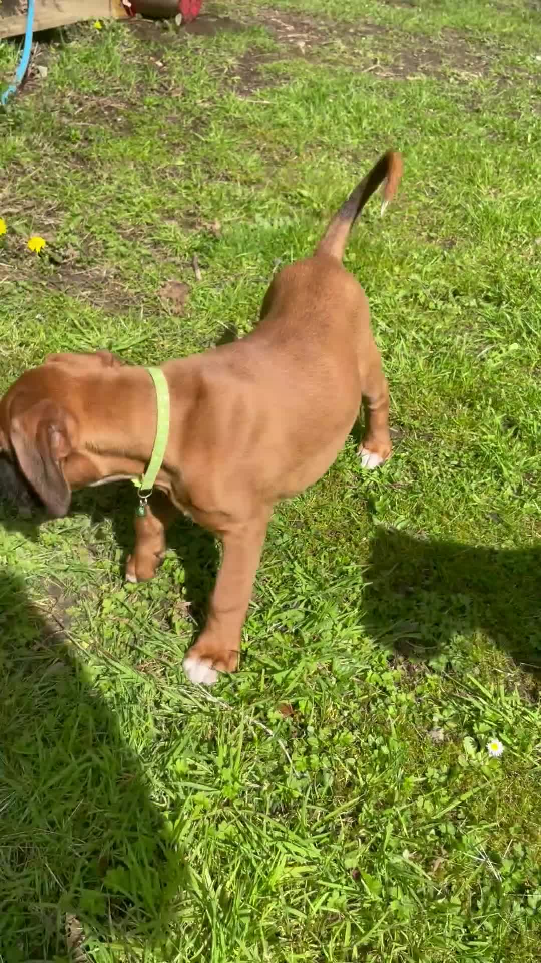 Boxer dogs for sale: Beautifull Boxer pups fully vaccinated - Video 4