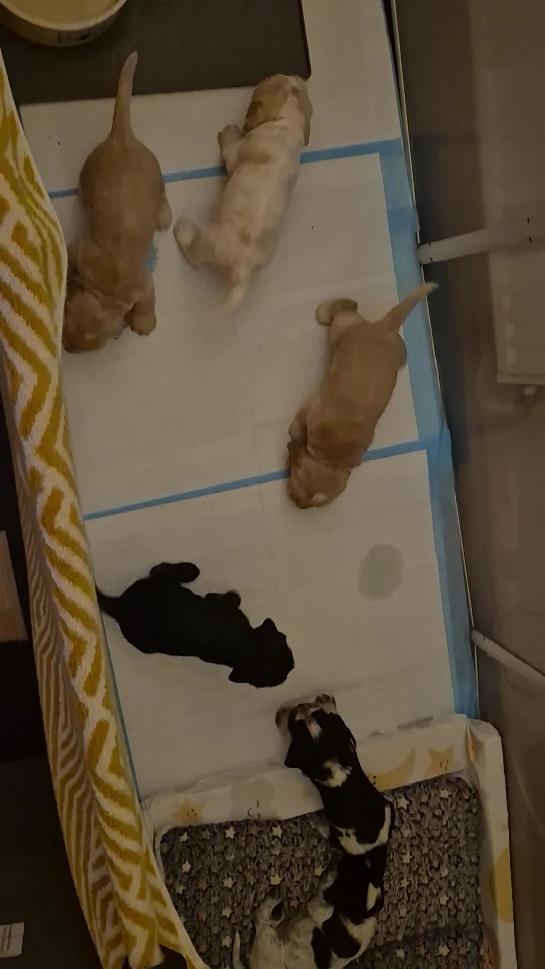 Cocker Spaniel dogs for sale: Open for reserve English Cocker Spaniel puppies - Video 4