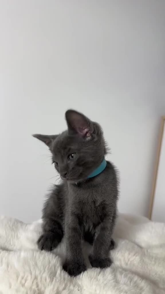 Cornish Rex cats for sale: 🐾 last Girl Left – BSH x Cornish Rex Kitten 🐾 in London - Video 1