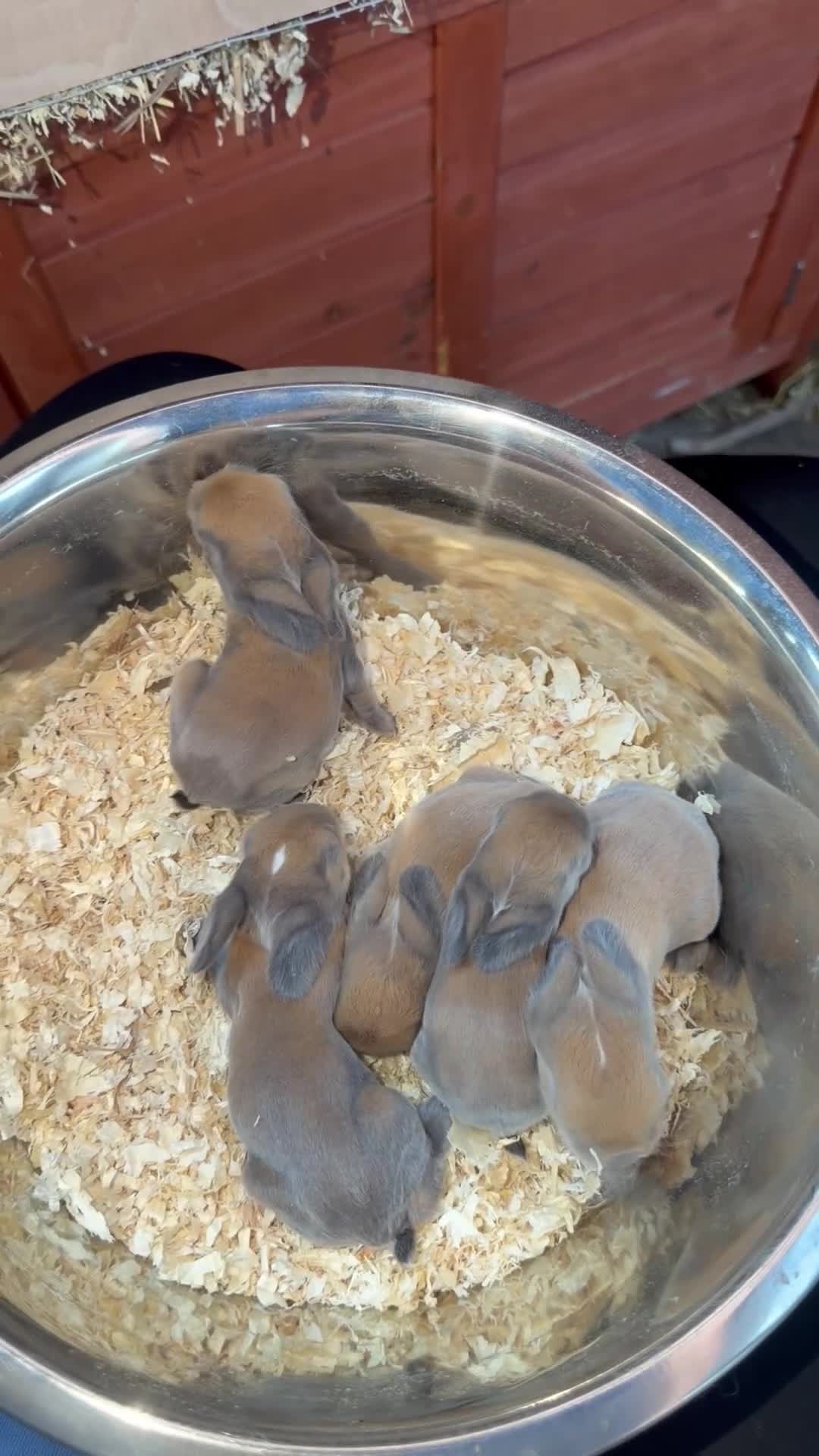 Mini Lop rabbits for sale: Mini lop bunnies for sale - Video 2