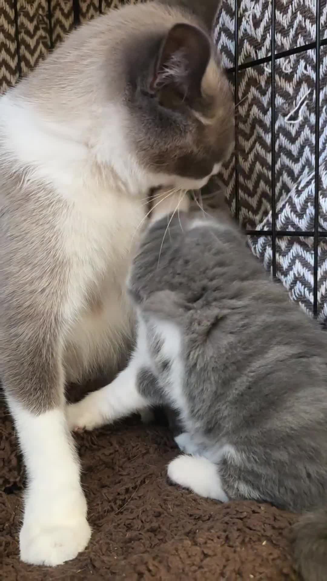 British Shorthair cats for sale: Ready now. 1 Girl left - Video 1