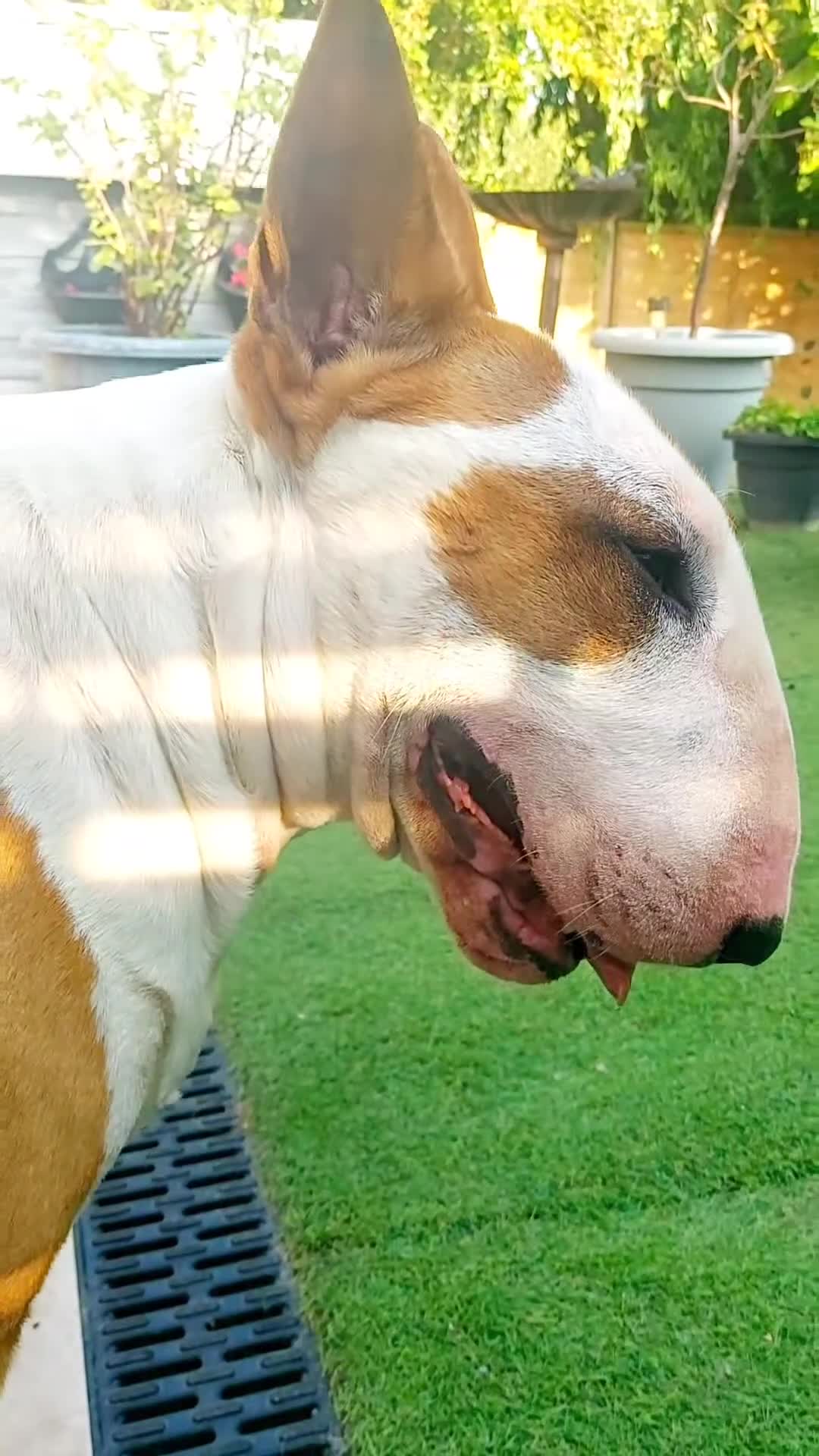 Bull Terrier dogs for stud: Stud English Bull Terrier  - Video 5