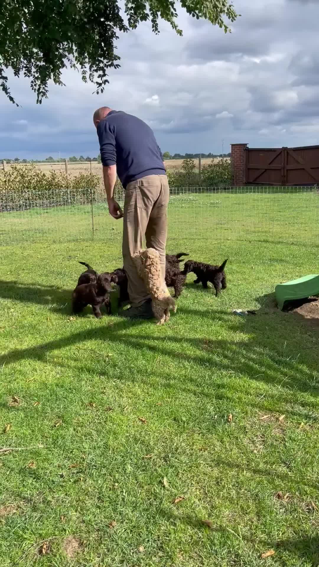 Australian Labradoodle dogs for sale: Pure Australian Labradoodles - READY TO LEAVE  - Video 1