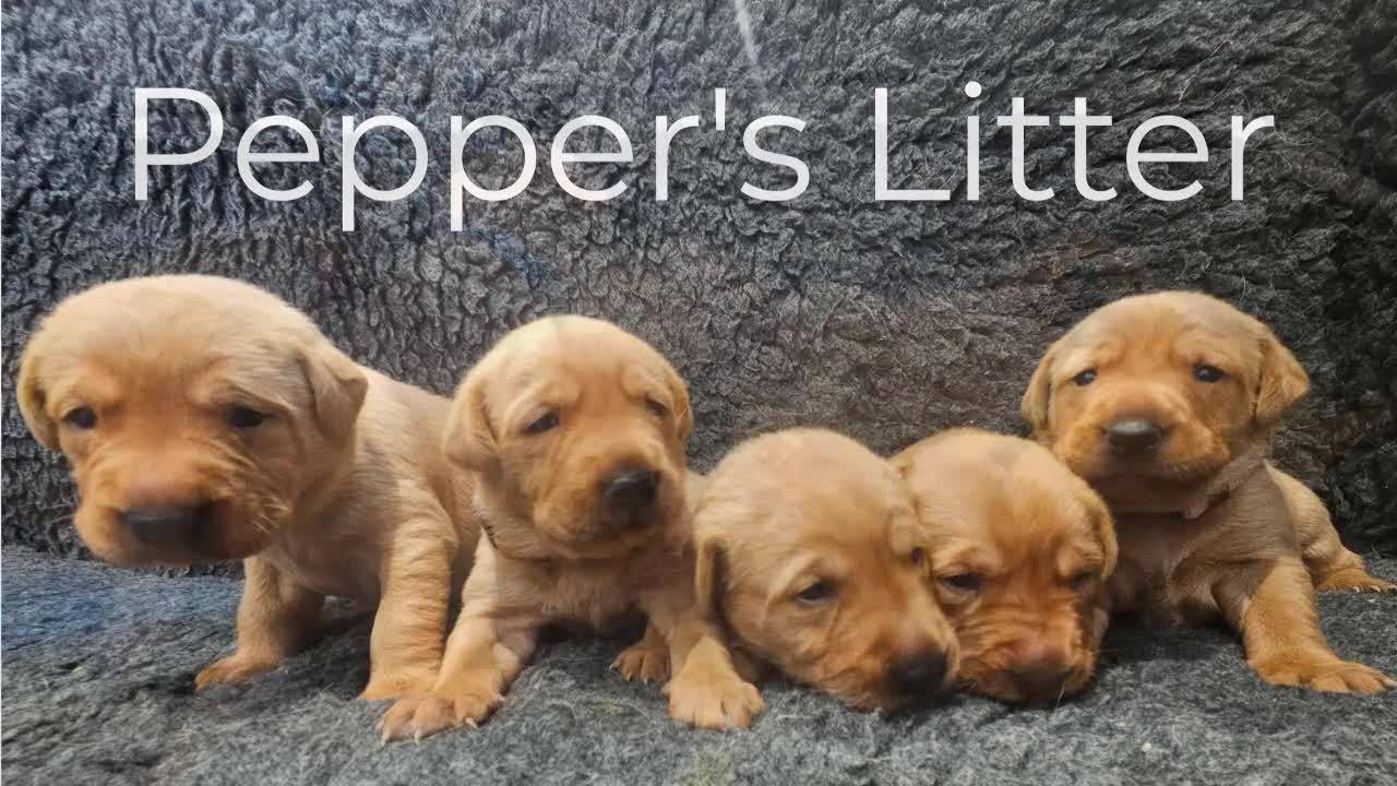 Labrador Retriever dogs for sale: Stunning Red Fox Labs : Health Checked-KC Reg-FTCH - Video 1
