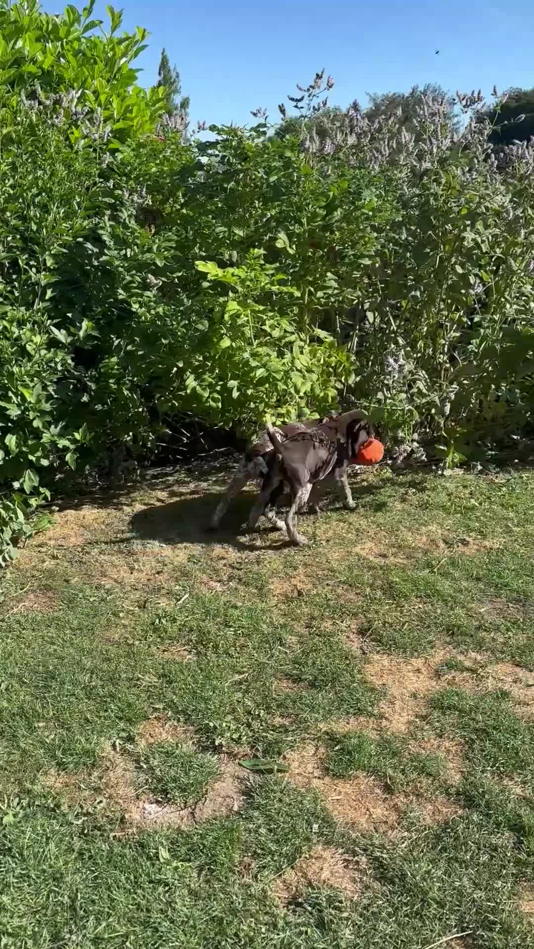 German Shorthaired Pointer dogs for sale: Dorothea and Marjorie - Video 1