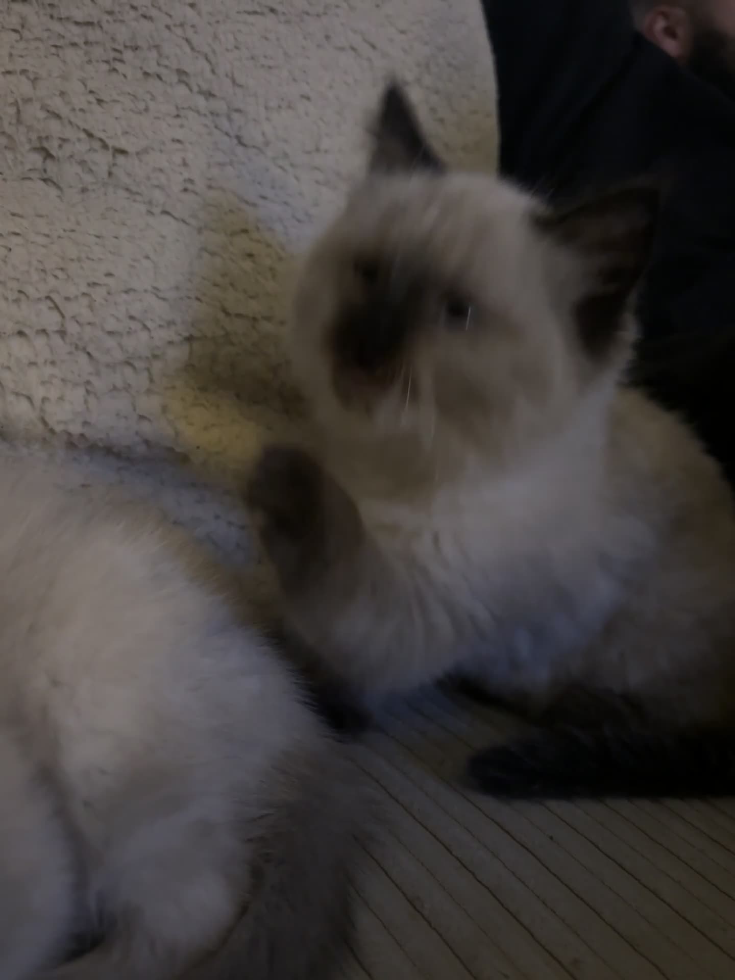 Ragdoll cats for sale: Male Ragdoll kitten  - Video 1