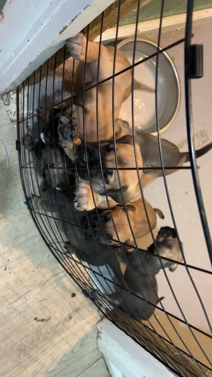 Presa Canario dogs for sale: Presa Canario Puppies Availale  - Video 1