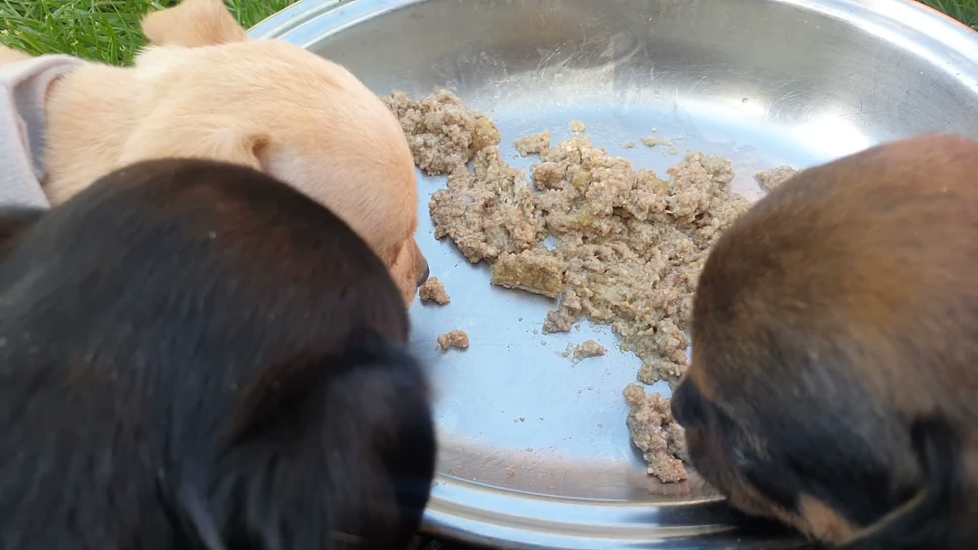Mixed Breed dogs for sale: Patterdale Terrier x chihuahua puppies  - Video 1