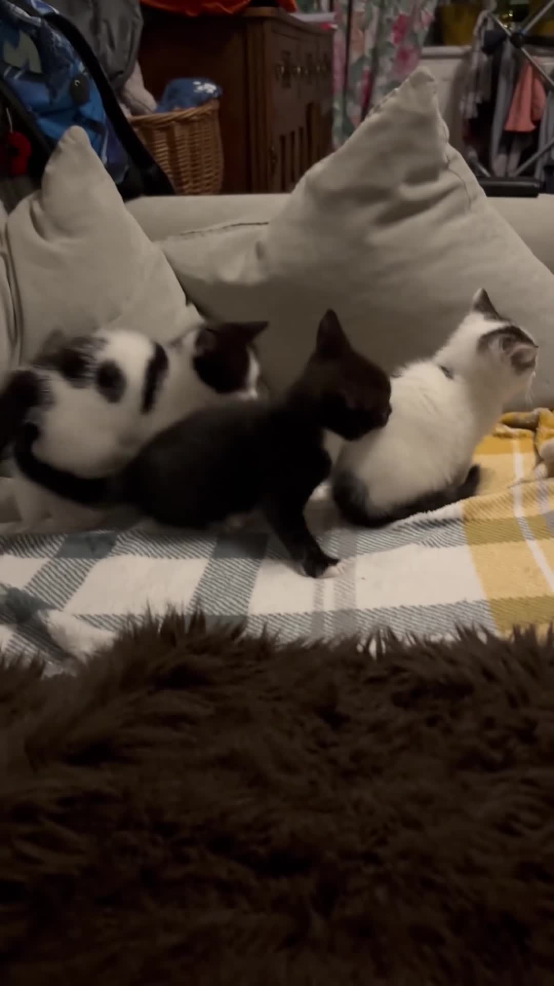 British Shorthair cats for sale: Two girls available  - Video 2