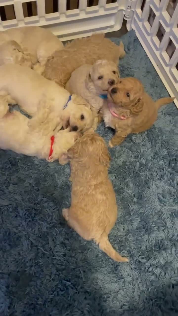 Poochon dogs for sale: Perfect poochon Perfection  in Colchester - Video 1