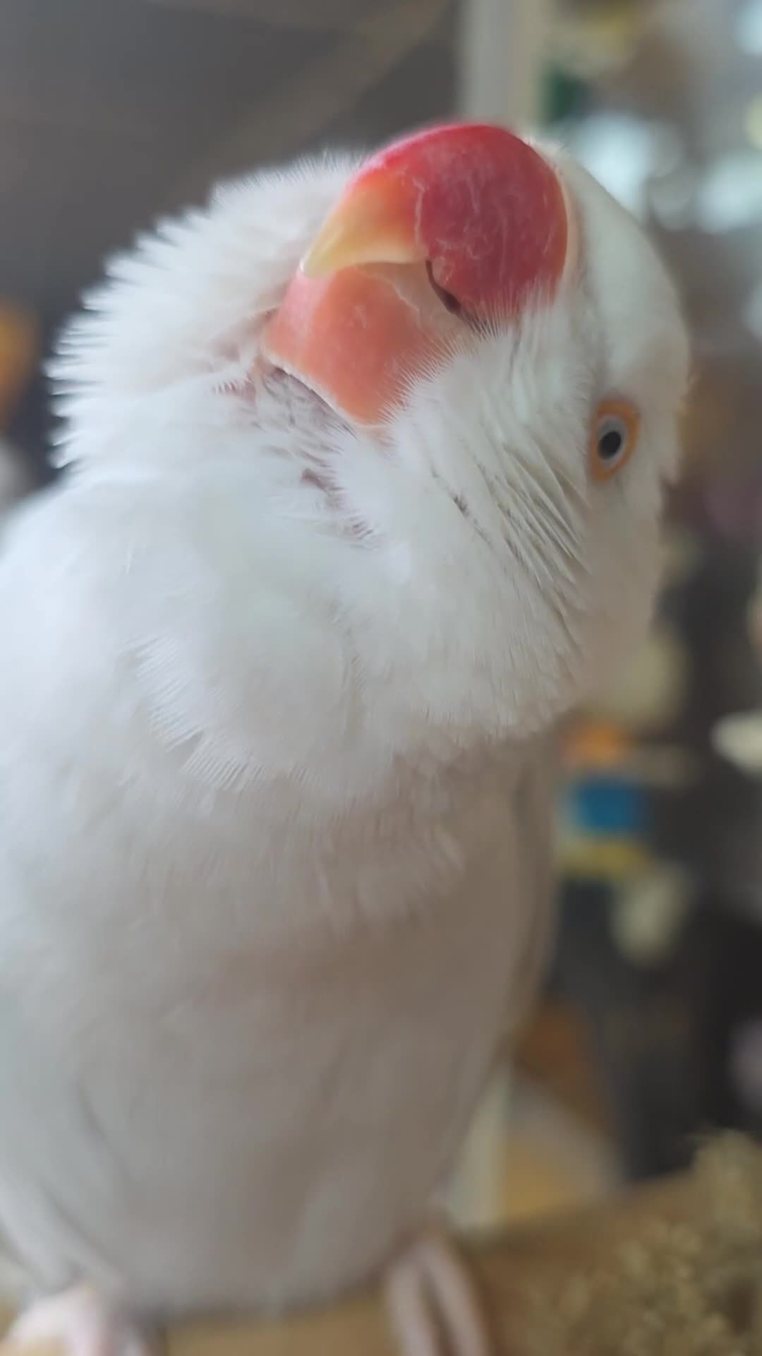 Ringnecks birds for sale: Tame Ringneck for sale - Video 1