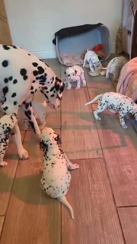 Dalmatian dogs for sale: Dalmation Puppies For Sale - Video 1
