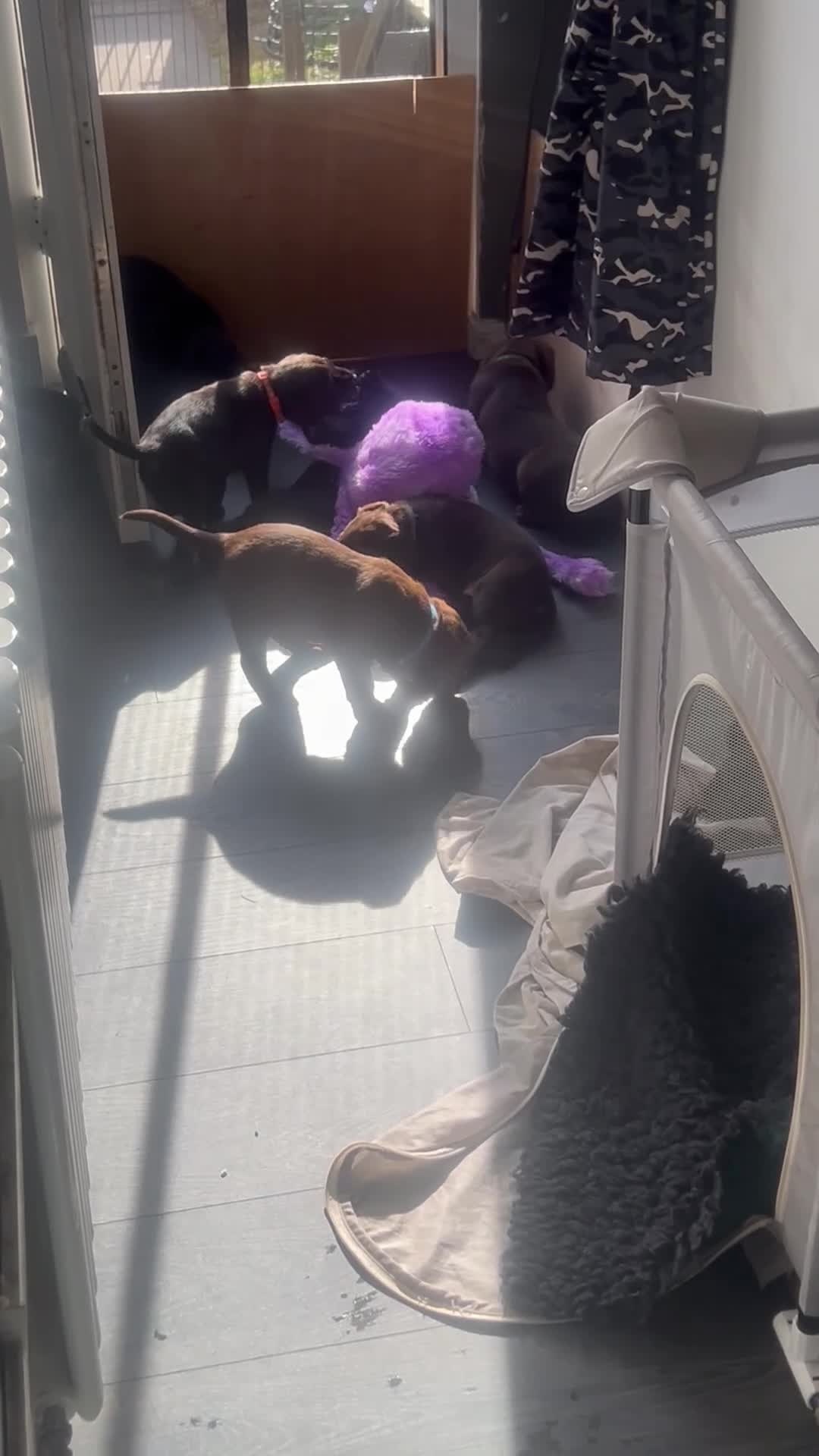 Mixed Breed dogs for sale: Mastiff x puppies  - Video 1