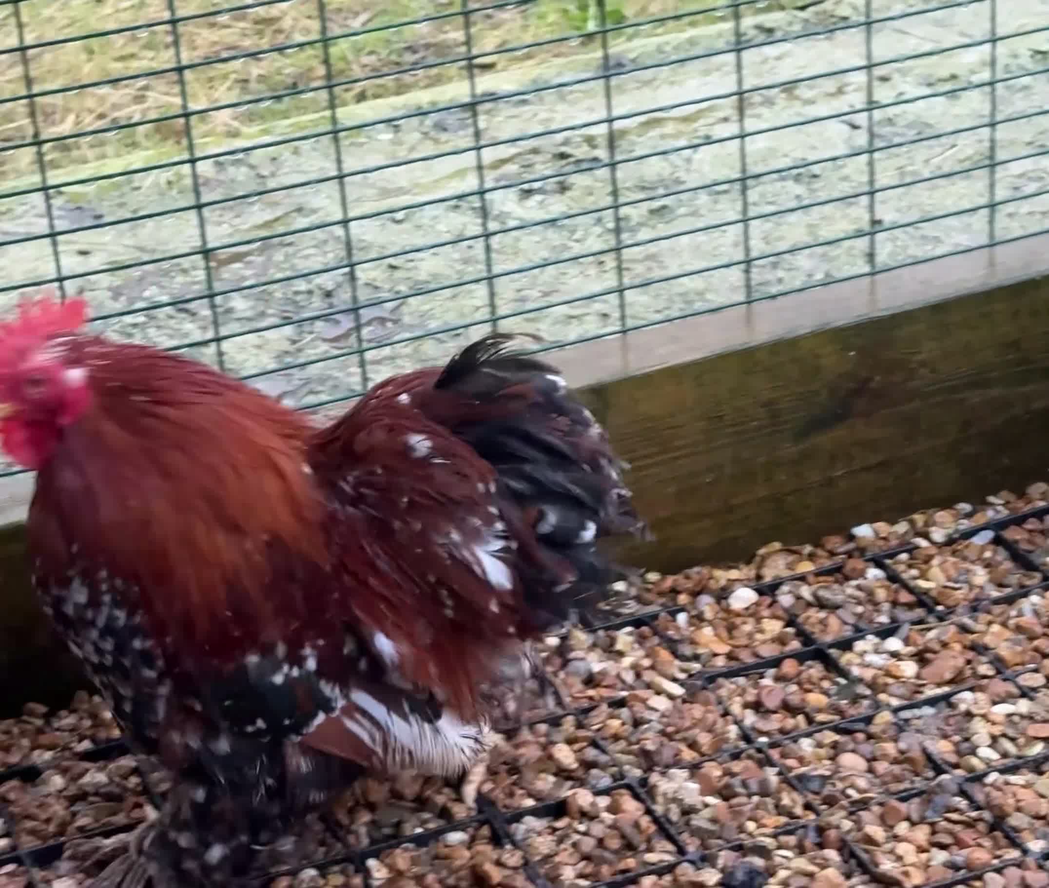 Chickens poultry for sale: Beautiful Trios of Bantams - Video 5